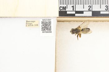 Media type: image;   Entomology 768398 Aspect: Labels